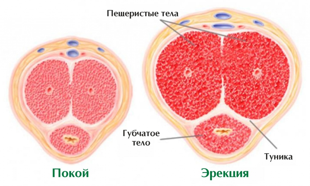 Губчатое тело фото